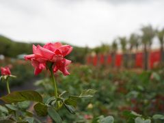 -亚龙湾国际玫瑰谷