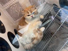 -老吴的猫·猫舍(新区店)