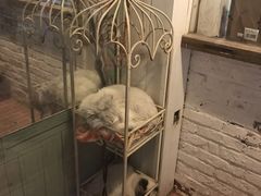 -猫咪博物馆(顶澳仔猫街店)