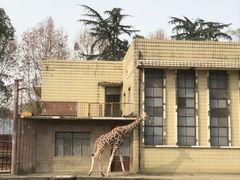 -成都动物园
