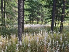 -塞罕坝国家级自然保护区