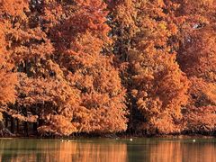 -上海海湾国家森林公园