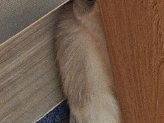 -瑞派名望志远动物医院·猫科·內科·异宠专科(直港大道店)