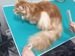 -北京观赏动物医院·24小时大型综合·猫专科·异宠专科