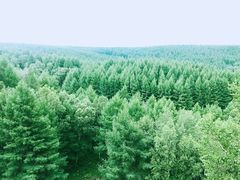 -塞罕坝国家级自然保护区