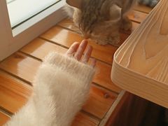 -猫的茶·猫咖