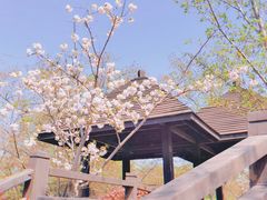 -顾村公园