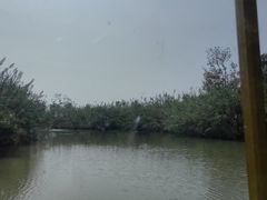 -泗洪洪泽湖湿地景区