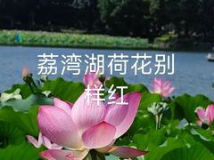 -荔湾湖公园