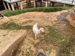 -石家庄市动物园