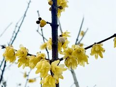 -香雪海