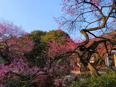 -杭州植物园