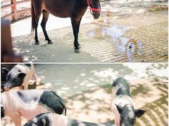 -海合安天津极地海洋公园