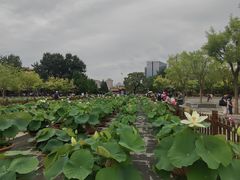 -莲花池公园
