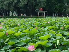 -荔湾湖公园