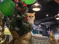 -咖法森林·咖啡  酒吧(天河店)