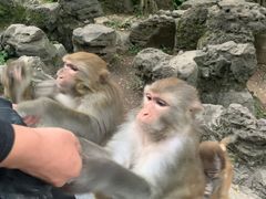 -黔灵山公园