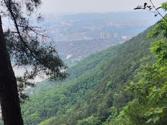 -铁山坪森林公园