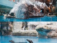 -帝企鹅自助餐厅•儿童岛•真企鹅(长隆企鹅酒店)