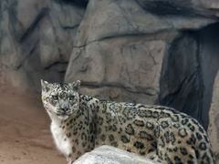 -青藏高原野生动物园