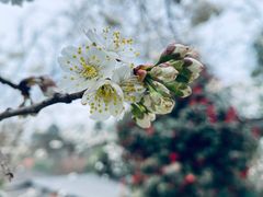 -樱桃山旅游景区