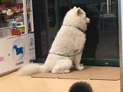 -瑞派·关忠动物医院·猫专科·犬专科(三环新城店)