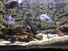 -上海海洋水族馆