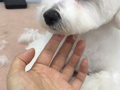 -瑞派宠物医院·24小时骨科·心脏·核磁(哈尔滨南岗店)