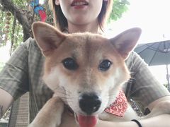 -柴犬高等学院·狗咖·柴犬售卖·宠物训练