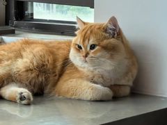 -欣宠猫屋·矮脚拿破仑·蓝金金渐层