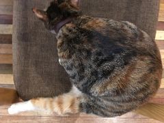 -猫的天空之城概念书店(杭州南宋御街店)