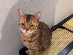 -琪喵猫屋·撸猫猫咖·猫舍