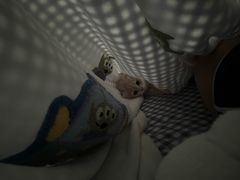 -唐小姐の猫狗洗护·购宠旗舰店(周浦万达店)