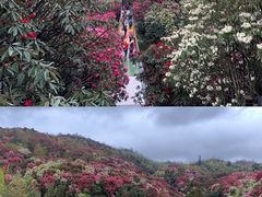 -贵州百里杜鹃风景名胜区