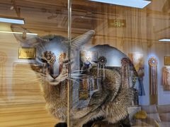 -猫十亿·布偶金渐层·曼基康矮脚猫舍(青年路店)