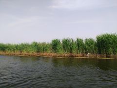 -白洋淀景区