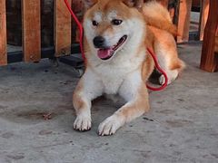 -柴犬高等学院·狗咖·柴犬售卖·宠物训练