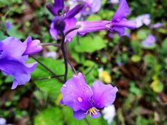 -金陵中学(河西分校)