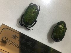-上海昆虫博物馆