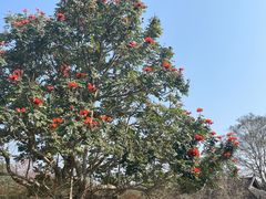 -中国科学院西双版纳热带植物园
