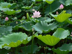 -荔湾湖公园