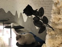 -浣熊柯尔鸭土拨鼠·电玩咖