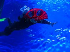 -海合安武汉极地海洋公园