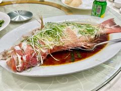 东星斑-凤城礼记鱼翅海鲜酒家(新马路总店)