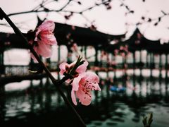 -莫愁湖公园