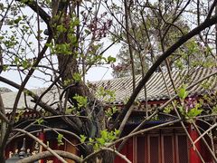 -西安市广仁寺