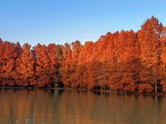 -上海海湾国家森林公园