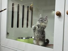 -青奢宠物·青奢猫舍