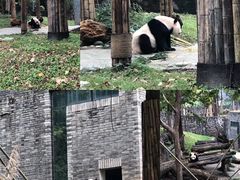 -都江堰中华大熊猫苑
