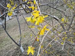 -桃花堤公园